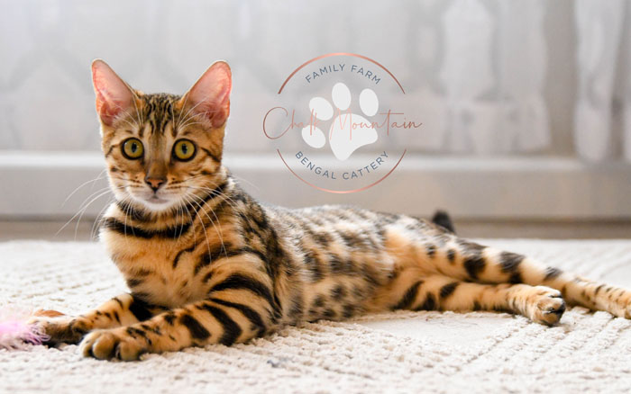 bengal for sale